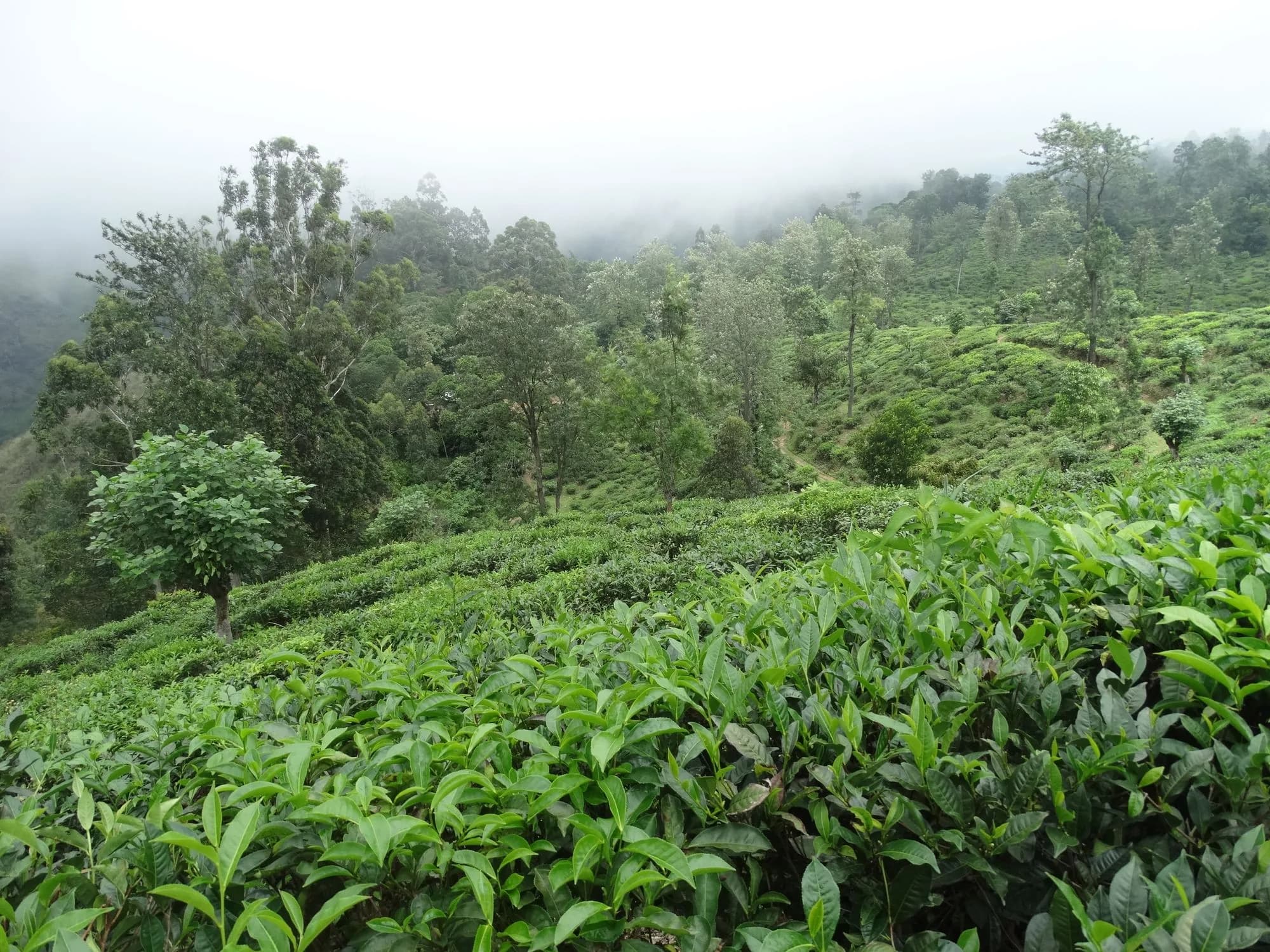 Tea Country